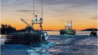 Australia's lobster industry is unable to access the lucrative Chinese market, worth $550 million, due to ongoing trade tensions between the two countries.