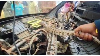 Python discovered in vehicle and saved.