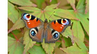 Butterflies had a tough year due to rainy spring and cool summer, making it the worst on record.