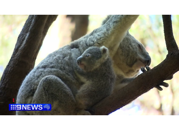 Help needed to name six koalas born at Gold Coast wildlife sanctuary.