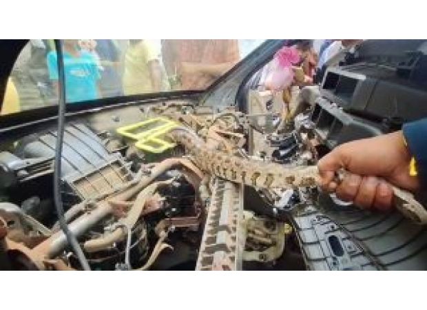 Python discovered in vehicle and saved.
