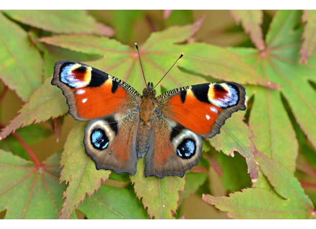 Butterflies had a tough year due to rainy spring and cool summer, making it the worst on record.