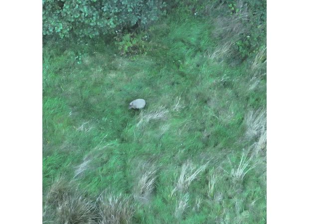 There are concerns that a runaway capybara may end up on a military base and be impossible to capture again.