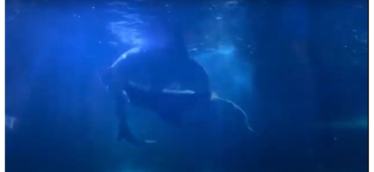 Rare video captures grey nurse sharks performing a unique underwater tango as part of their courtship behavior.