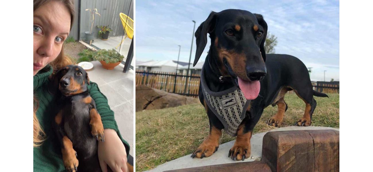 A dachshund was killed while on a walk, leaving the pet owner in shock and sadness.
