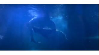 Rare video captures grey nurse sharks performing a unique underwater tango as part of their courtship behavior.