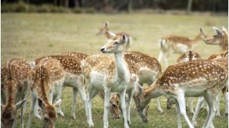 Concerns over the potential for feral deer to cause a widespread pest problem like the rabbit infestation in Australia.