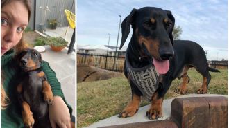 A dachshund was killed while on a walk, leaving the pet owner in shock and sadness.