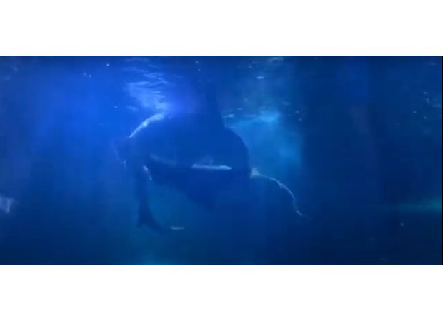 Rare video captures grey nurse sharks performing a unique underwater tango as part of their courtship behavior.