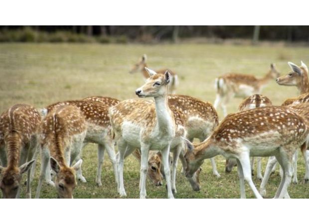 Concerns over the potential for feral deer to cause a widespread pest problem like the rabbit infestation in Australia.