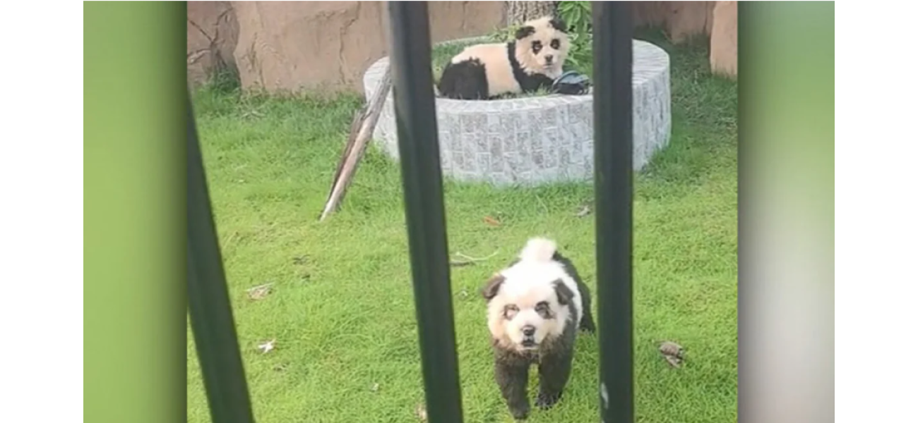Chinese zoo attracts visitors with painted pups known as 