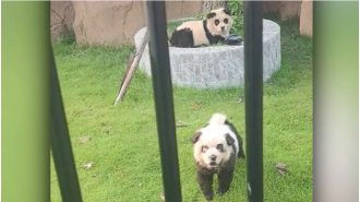 Chinese zoo attracts visitors with painted pups known as 