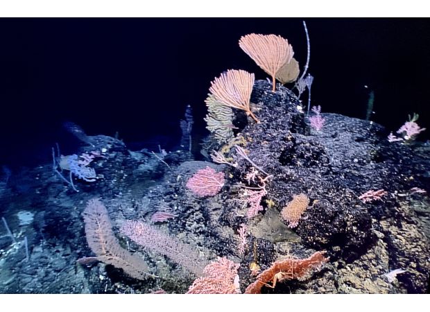 Scientists have discovered that the 