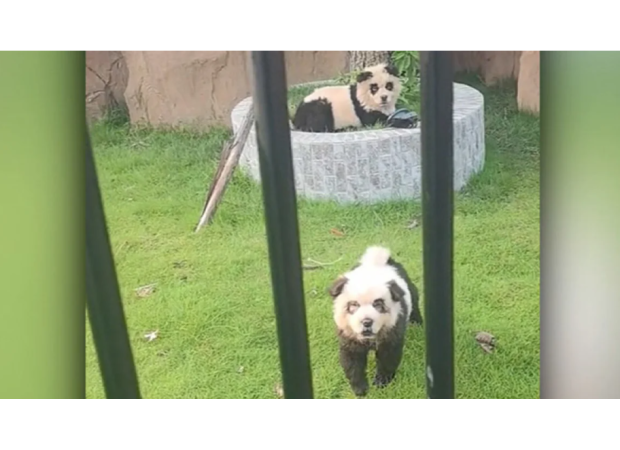 Chinese zoo attracts visitors with painted pups known as 
