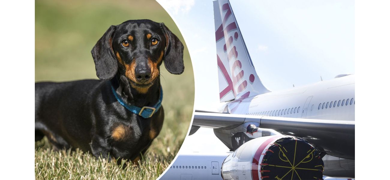 Flights in Australia will allow pets on board with certain restrictions and requirements to ensure the safety and comfort of both pets and passengers.
