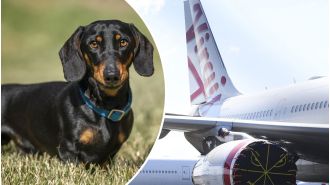 Flights in Australia will allow pets on board with certain restrictions and requirements to ensure the safety and comfort of both pets and passengers.
