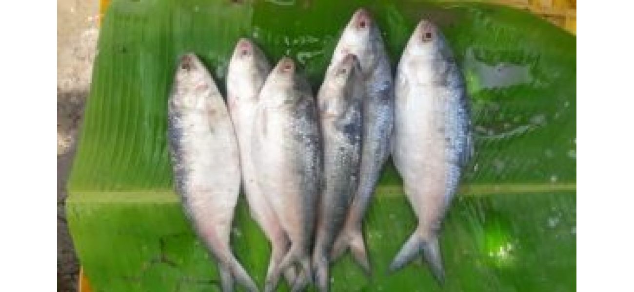 Bangladesh lifts hilsa export ban, allows 3,000 tonne shipment to India for Durga Puja.