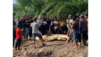 A search team discovered the head of a fisherman in the stomach of a crocodile.