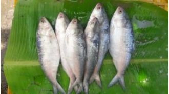 Bangladesh lifts hilsa export ban, allows 3,000 tonne shipment to India for Durga Puja.