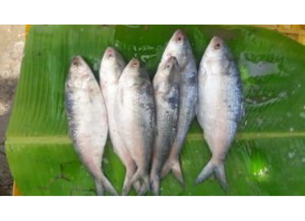 Bangladesh lifts hilsa export ban, allows 3,000 tonne shipment to India for Durga Puja.