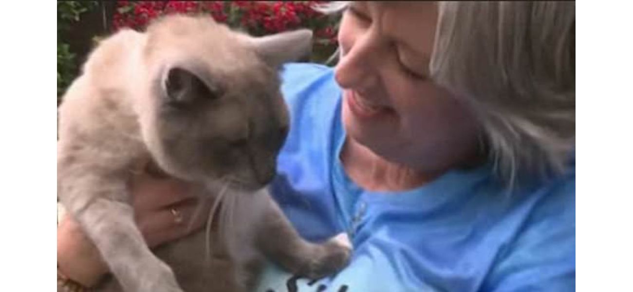Cat gone 2 mo. treks 800 mi, faces danger, meets owners again.