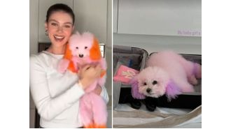 Actress Nicola Peltz shocks fans by coloring her dogs pink following a dispute with a groomer.