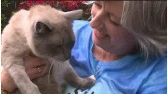 Cat gone 2 mo. treks 800 mi, faces danger, meets owners again.