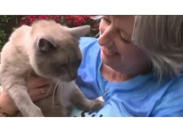 Cat gone 2 mo. treks 800 mi, faces danger, meets owners again.
