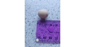 A miniature egg was discovered inside a regular chicken egg by a couple.