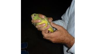 The discovery of a dead bird and a lone feather has led to the finding of a larger group of birds.