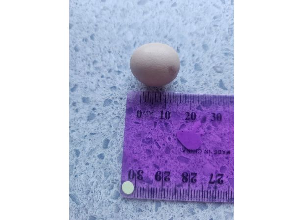 A miniature egg was discovered inside a regular chicken egg by a couple.