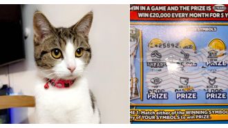 Primate claims victorious scratch ticket as prize.