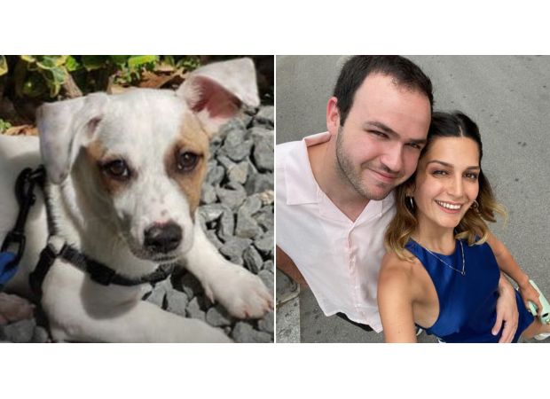 Lawyer receives £10,000 after pet's leg is injured during anxiety treatment.