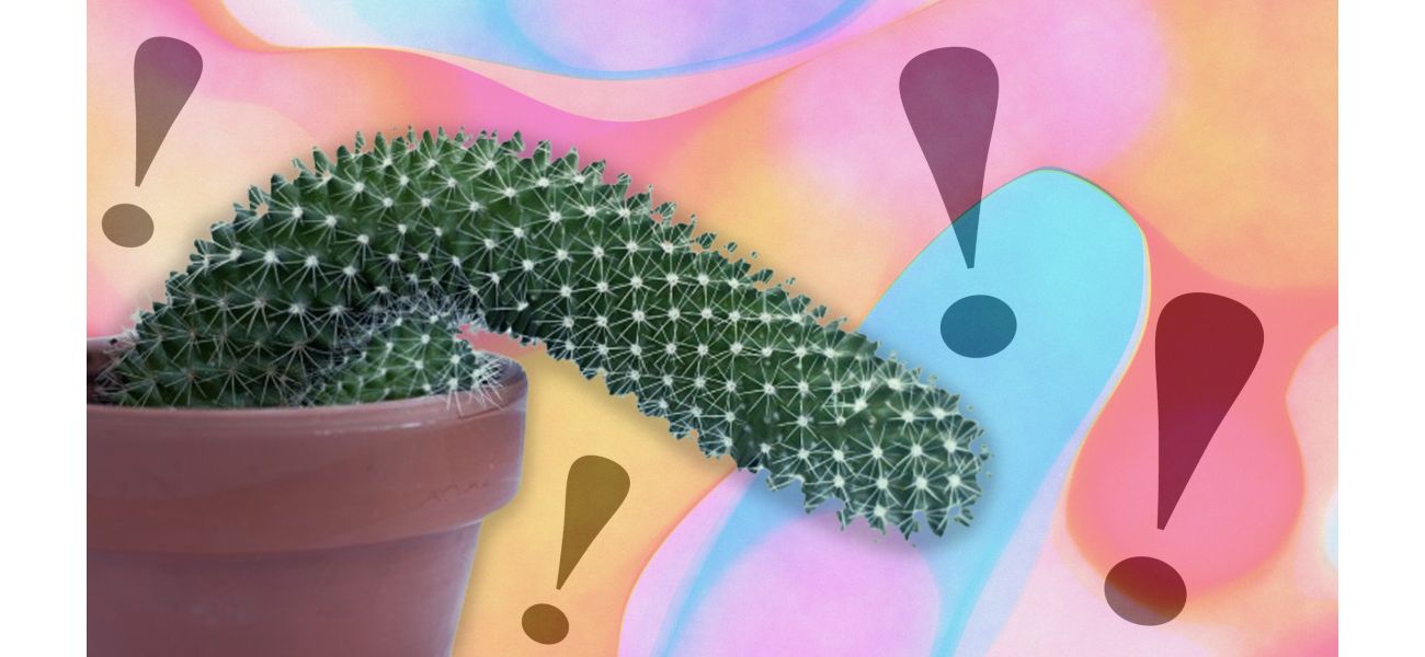 Learn surprising facts about penises, including their spines, that biology didn't cover.