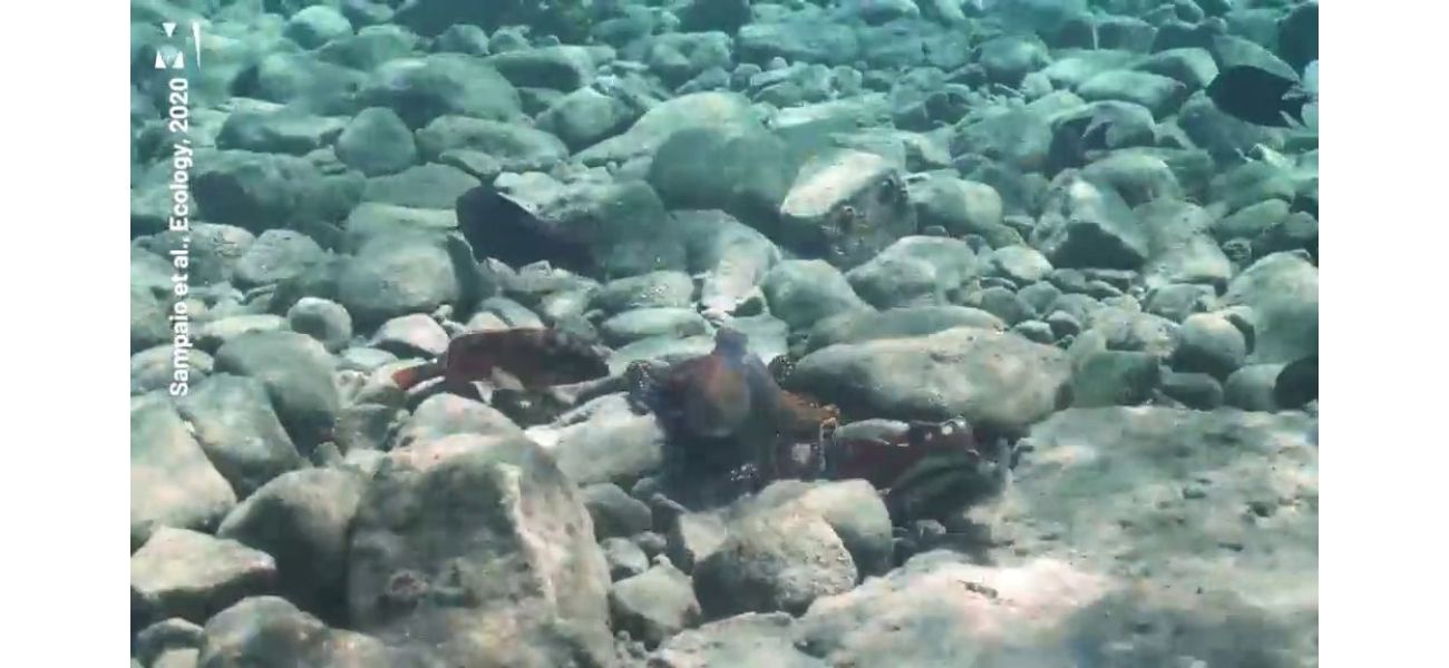 Octopus and fish engage in a violent altercation during a joint hunting trip.
