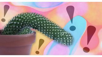 Learn surprising facts about penises, including their spines, that biology didn't cover.