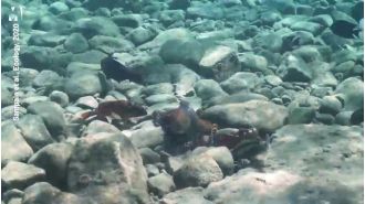 Octopus and fish engage in a violent altercation during a joint hunting trip.