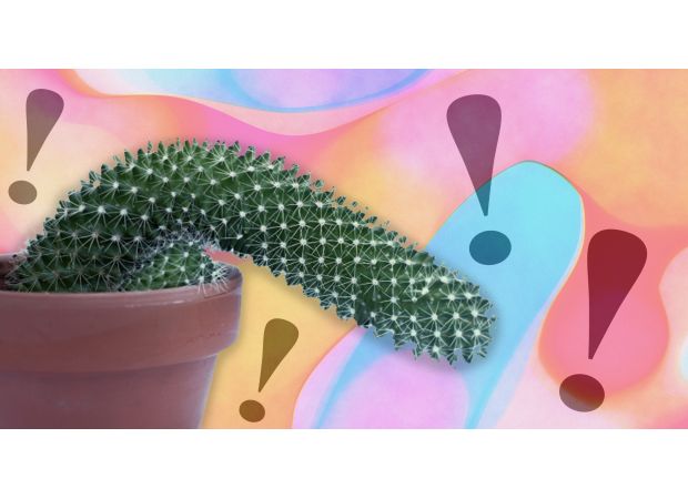 Learn surprising facts about penises, including their spines, that biology didn't cover.