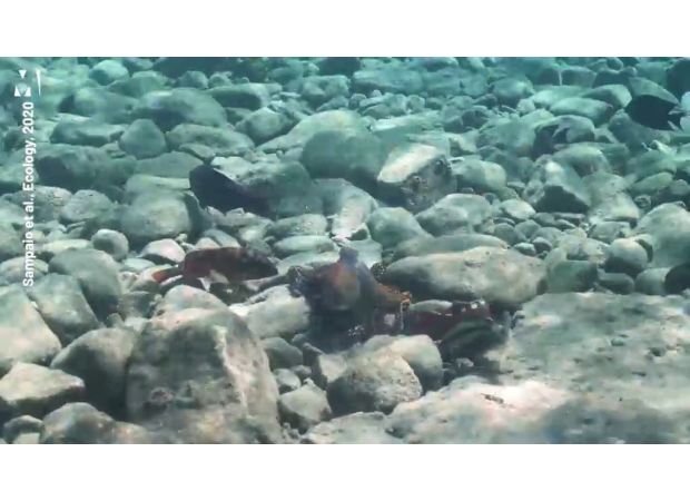 Octopus and fish engage in a violent altercation during a joint hunting trip.