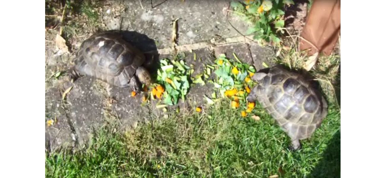 Robbers come back to house after earlier break-in to take pet tortoise.