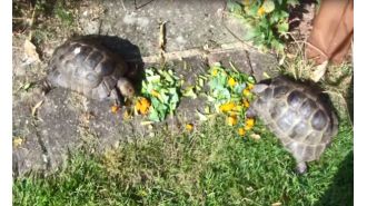 Robbers come back to house after earlier break-in to take pet tortoise.