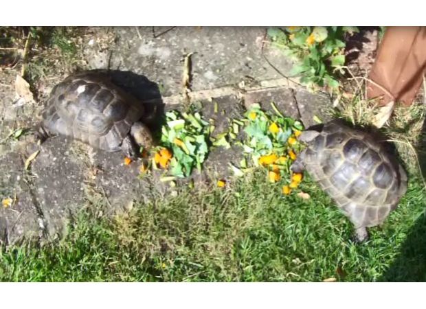 Robbers come back to house after earlier break-in to take pet tortoise.