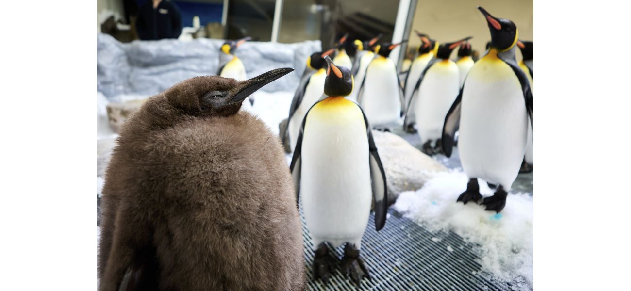 Pesto, the chubby baby Penguin, is well-liked by many people.