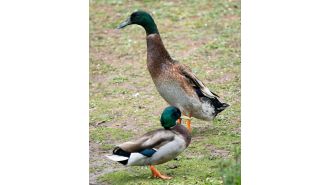 Towering duck named Long Boi honored at service.