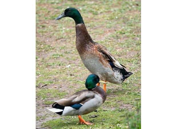 Towering duck named Long Boi honored at service.