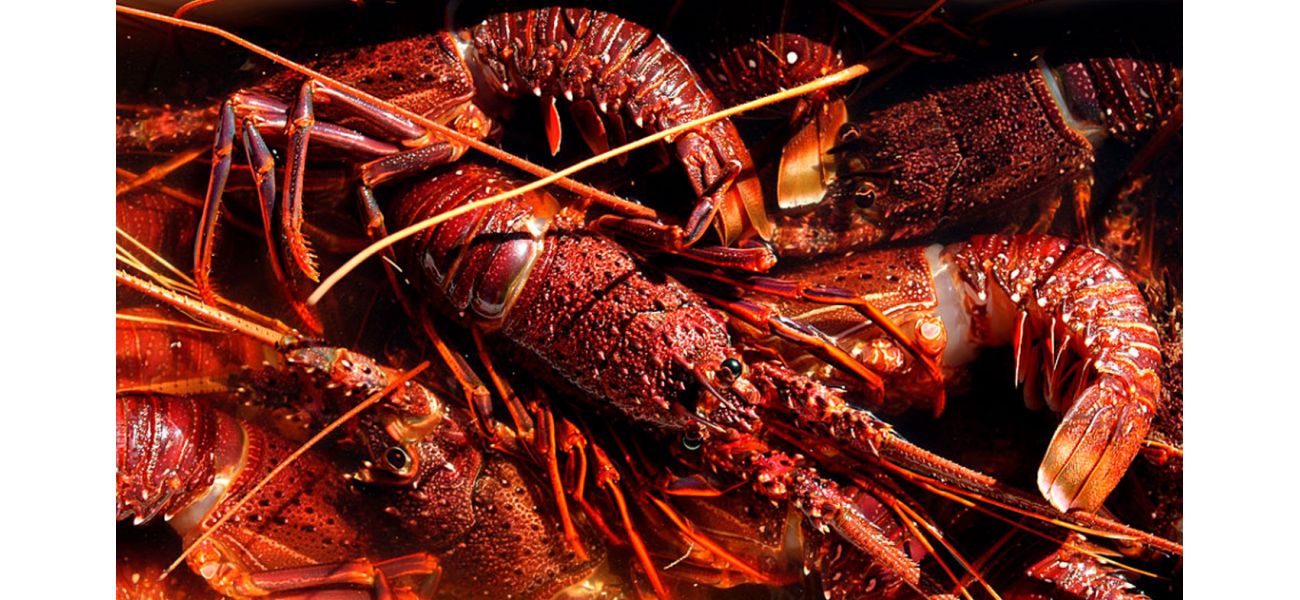 The treasurer suggests that the ban on Chinese imports of lobster may be lifted.