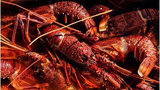 The treasurer suggests that the ban on Chinese imports of lobster may be lifted.