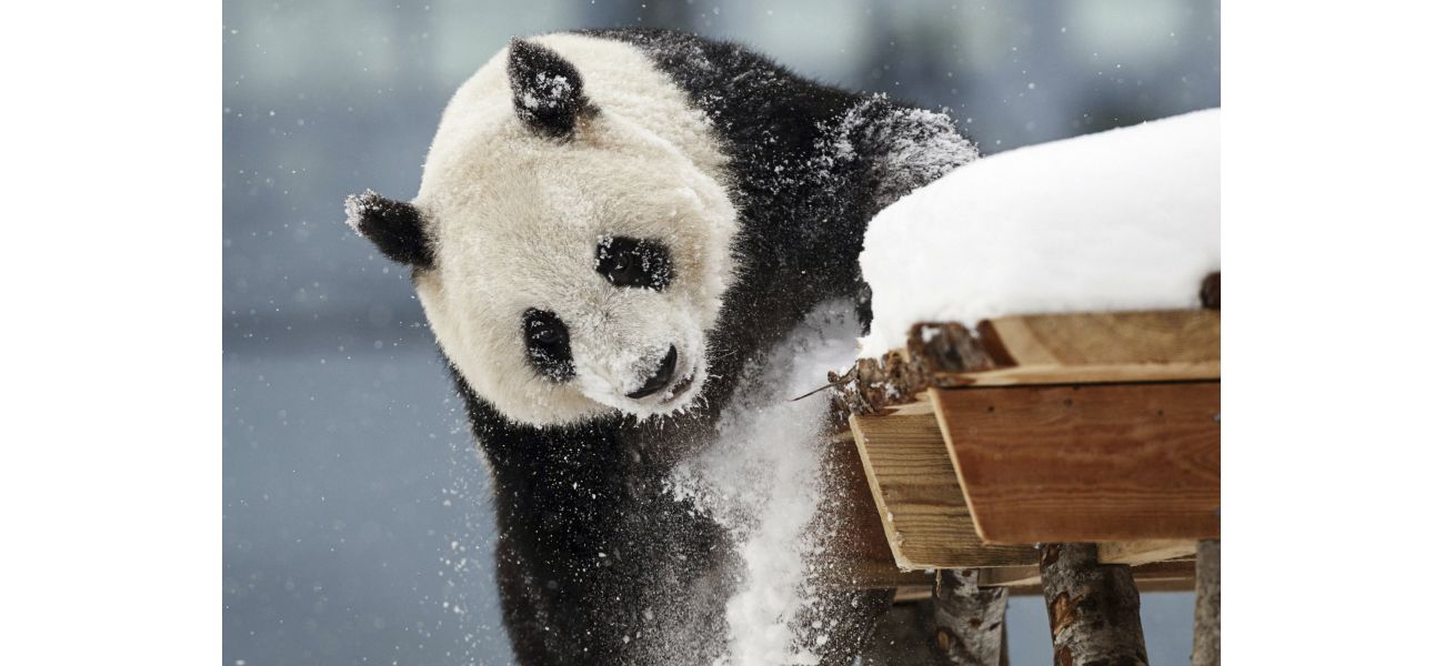 Zoo has to remove 2 giant pandas due to lack of visitors.