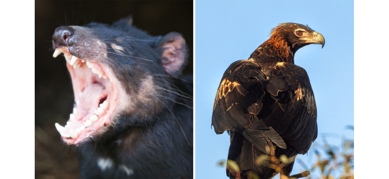 Tasmanian devils and eagles are in danger of disappearing due to the threat of avian flu, according to a top veterinarian's warning.