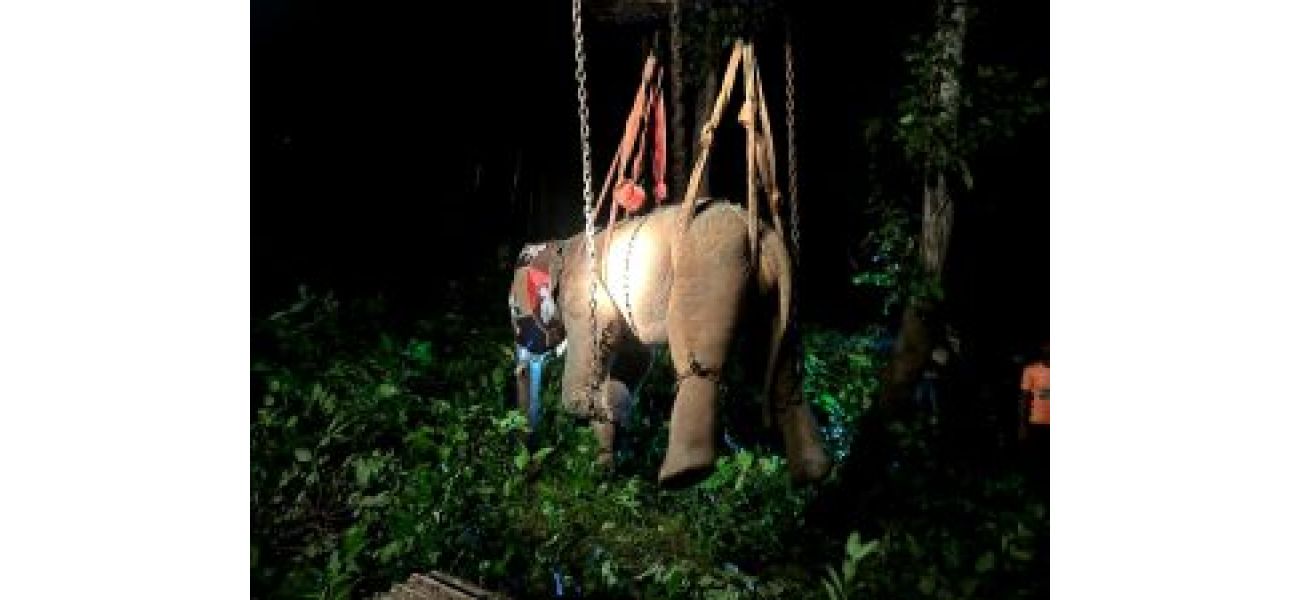 A wild elephant named Tusker was sedated and relocated to Kapilash.